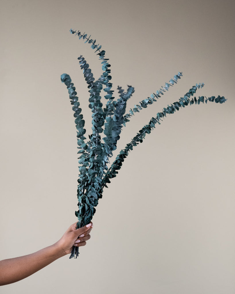 10 PCS - Dried Flowers Eucalyptus Green - Things I Like Things I Love