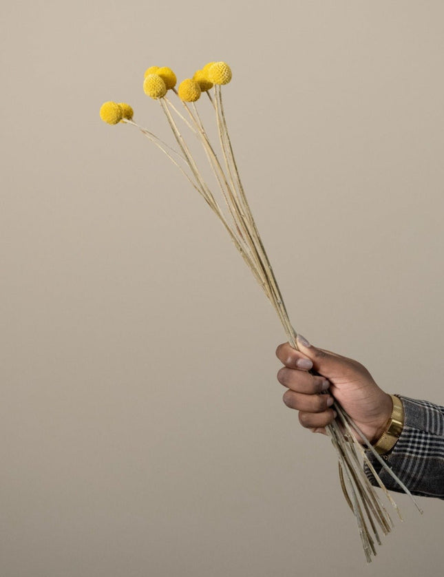 Dried Flowers Craspedia Yellow - Things I Like Things I Love