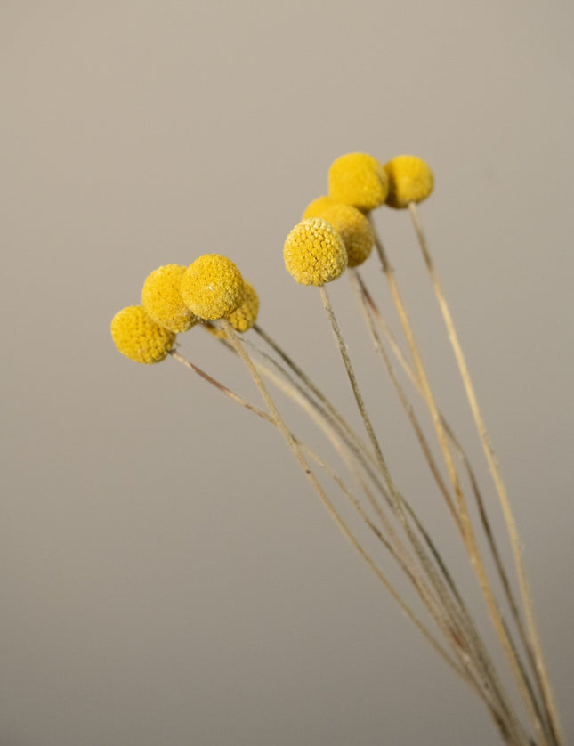 Dried Flowers Craspedia Yellow - Things I Like Things I Love