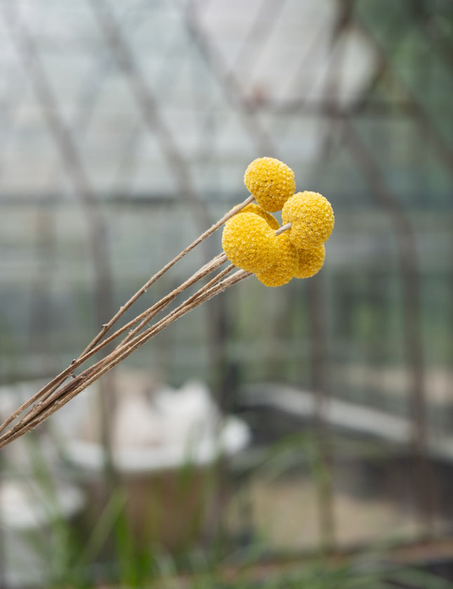 Dried Flowers Craspedia Yellow - Things I Like Things I Love