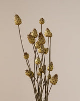 Dried Flowers Mini Artichoke